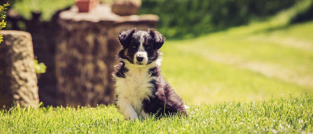 ferme-bio-drome-bebe-border-collie.jpg