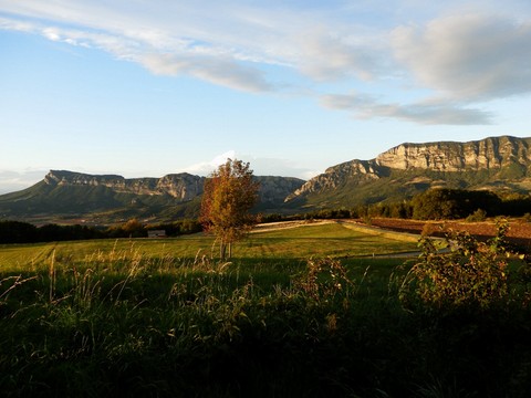 Forêt depuis la roulotte du panicaut